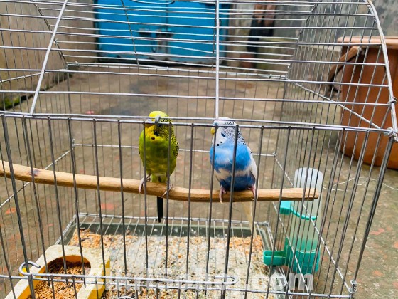 BAjigar